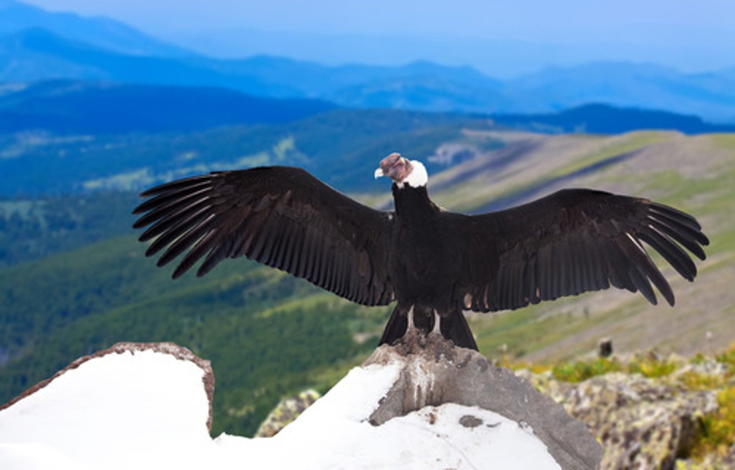 <p>Andean Condor</p>