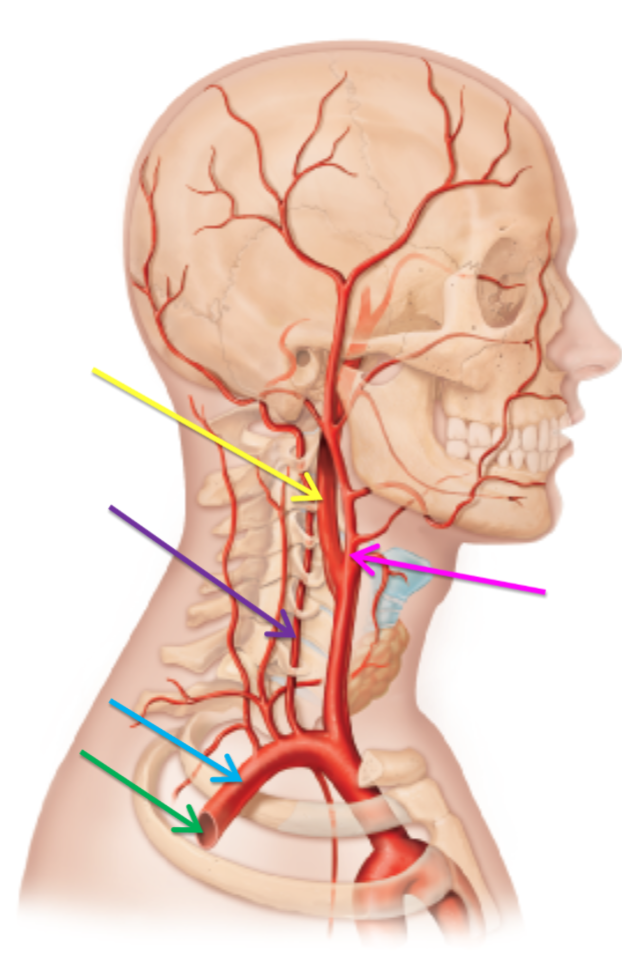 <p>What artery is highlighted green? </p>