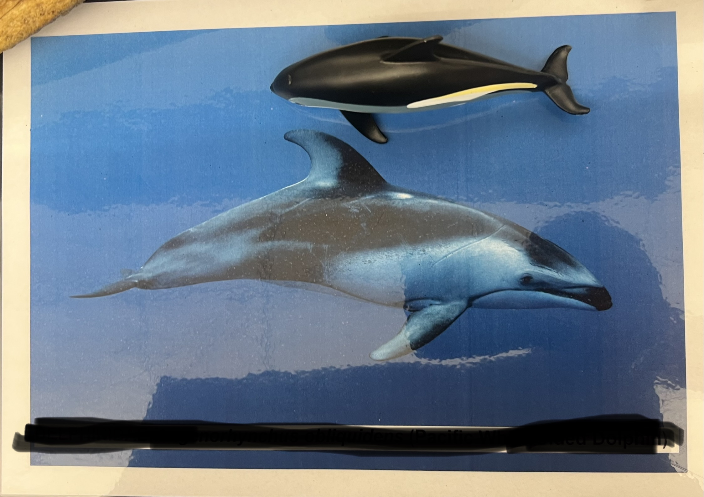 <p>Parvorder and Family?</p>