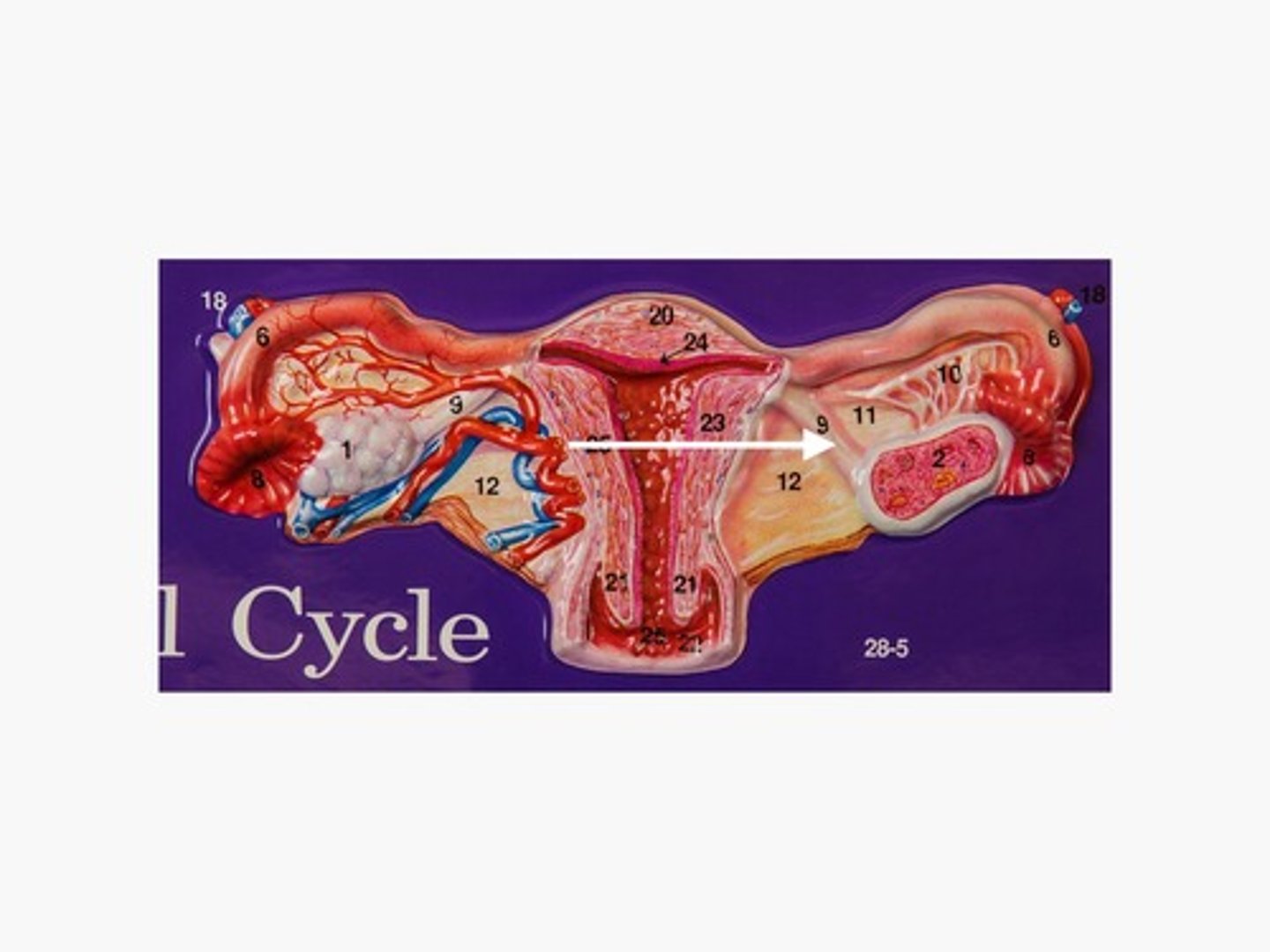 knowt flashcard image