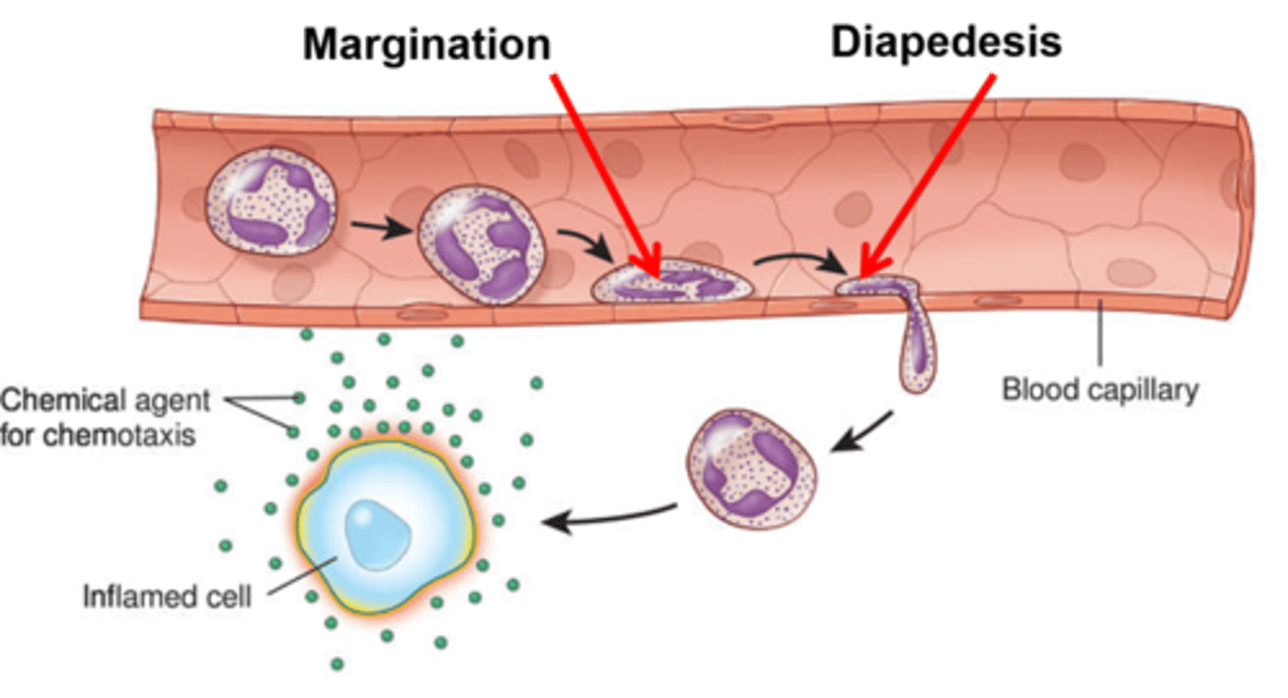 <p>The ability of white blood cells to move in and out of blood vessels into tissue.</p>