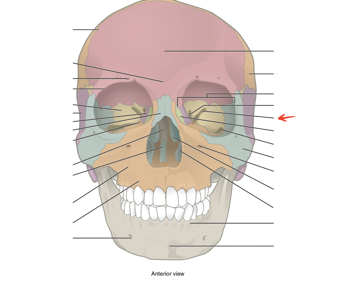 <p>large slits which can be seen in eye sockets, between greater and lesser wings</p>