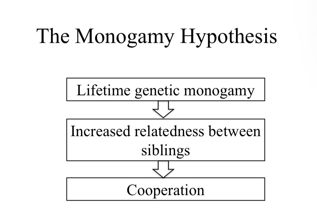 <p>Females mate with just a single male</p><p>0.5 relatedness between all siblings</p>