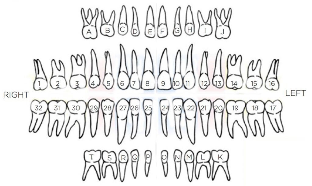<p>1-5 and 12-16 top, 17-21 and 28-32 bottom</p>