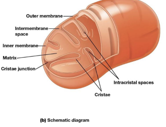 <p>the space between the inner and outer membranes</p>