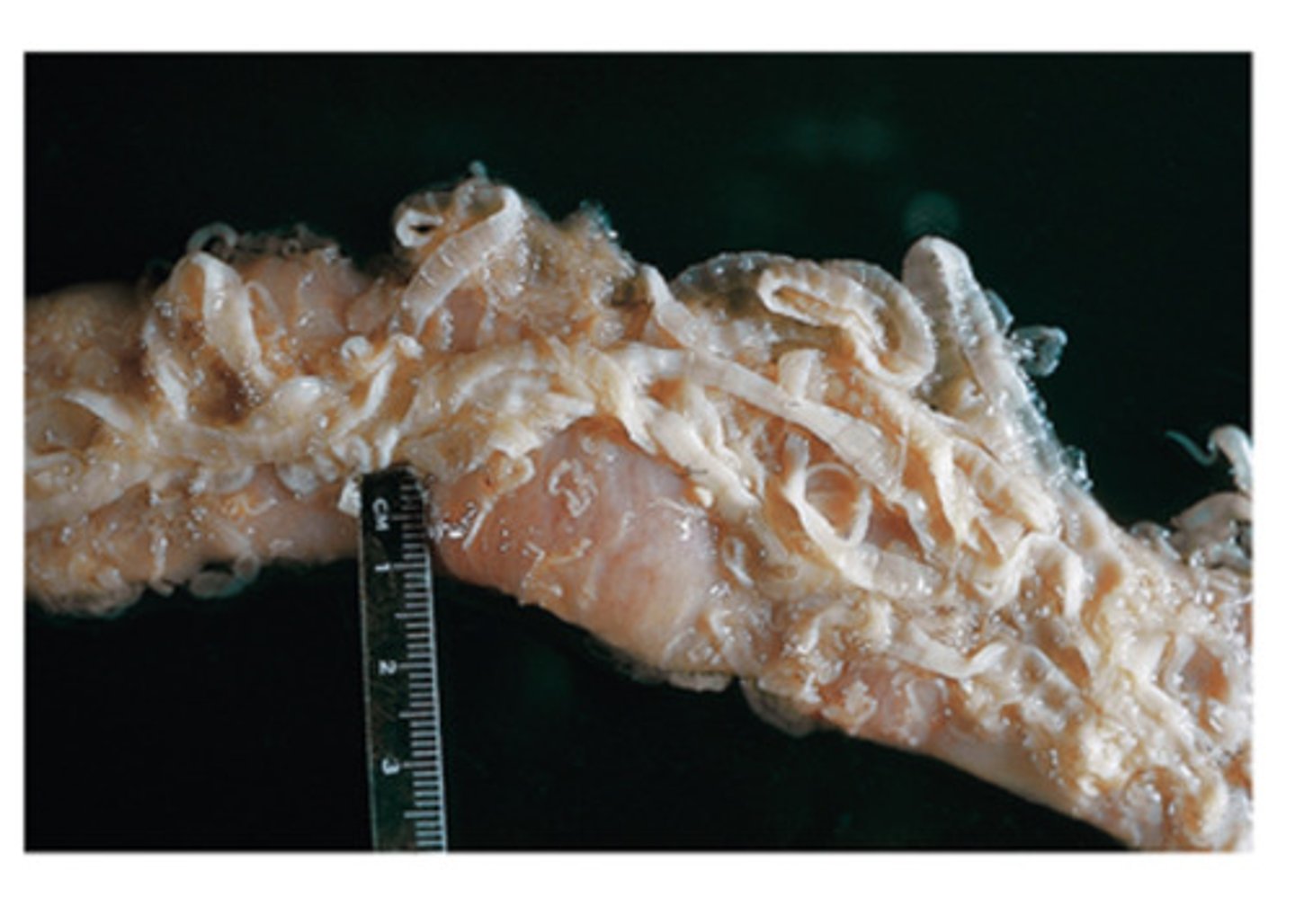 <p>Adult canine Taeniid tapeworms can be found in the</p>
