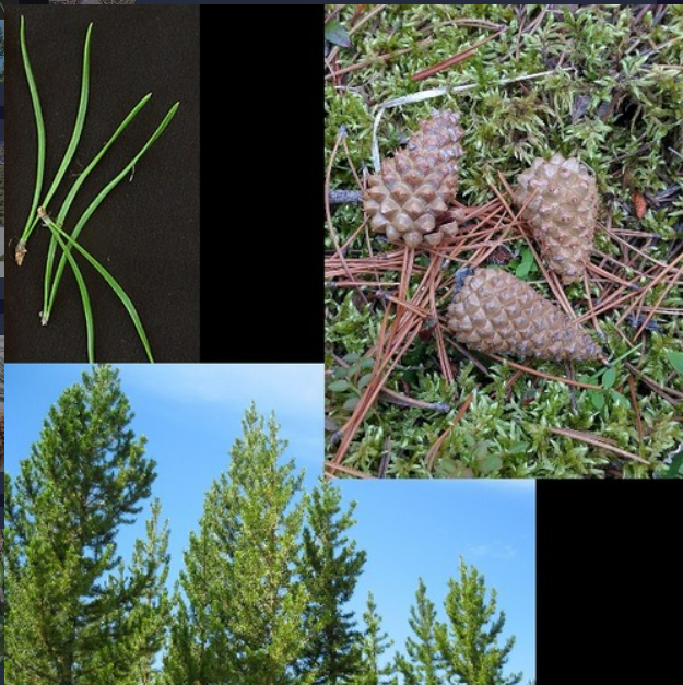 <p>- Needles 3-7 cm, in fascicles of 2</p><p>- Old bark thin and scaly</p><p>- Some closed cones (serotinous), persistent in tree</p><p>- Small cones</p>