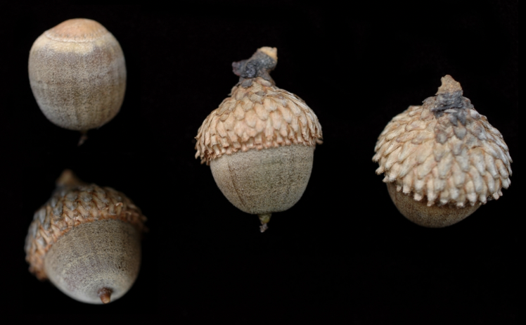 <p>acorn, cap 1/4-1/3, cup scales fuzzy, loose scales</p>