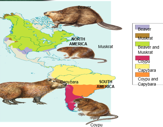 <p>similar animals in different locations were the product of different lines of evolutionary descent</p>