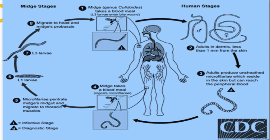 <p>Life cycle</p>