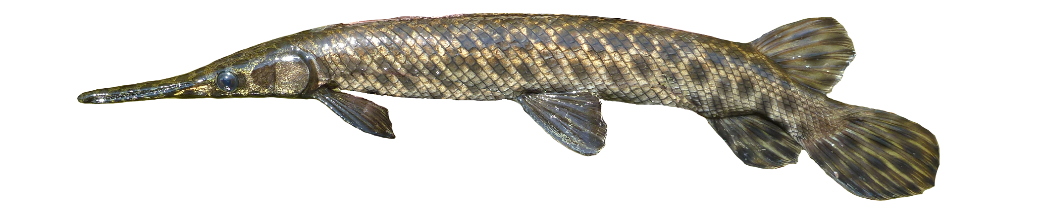 <p><span><span>Lepisosteidae;</span></span></p><p><span><span>Spotted Gar;</span></span></p><p><span><span>Lepisosteus oculatus</span></span></p>