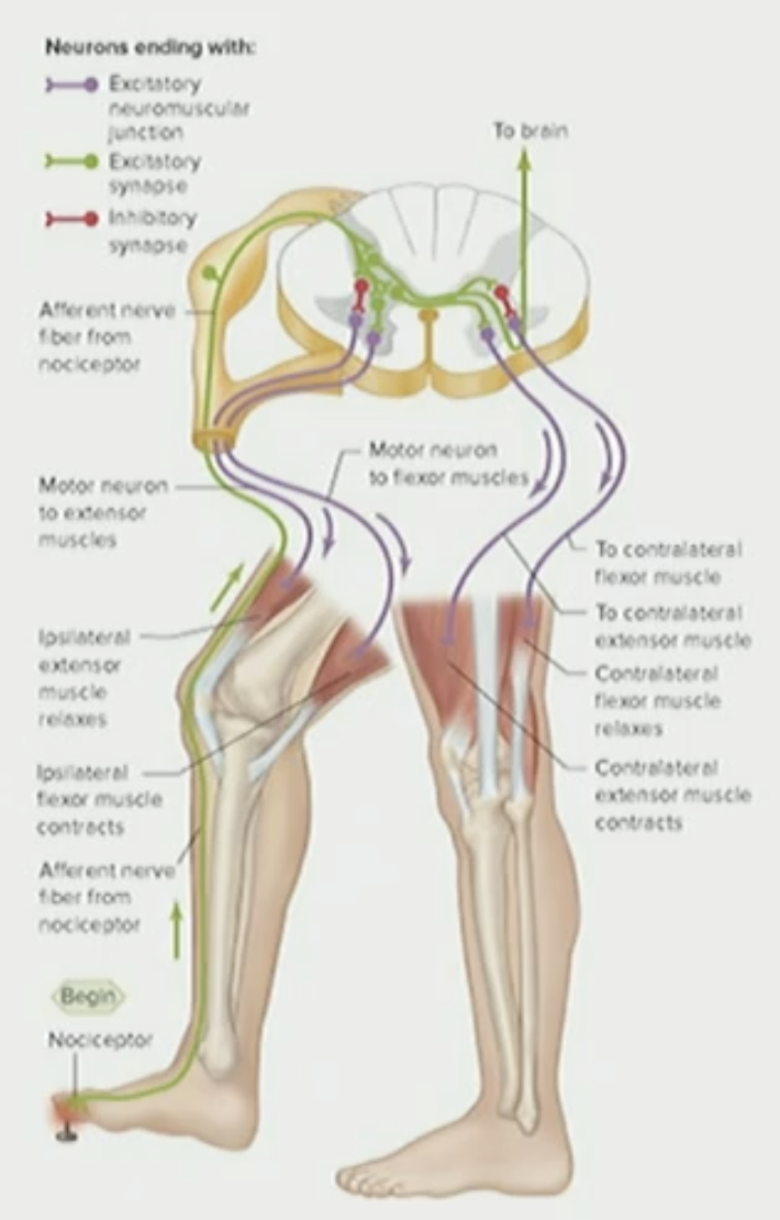 <p>Pain Withdrawal Reflex</p>