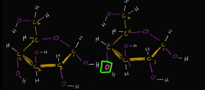 <p>If we’re looking at these two glucose molecules, specifically, that oxygen circled in with neon green, where might it bond with that second glucose molecule? Why?<br><br>ALLLLLLLLLLLSO, what’s the end result of this besides just a bigger macromolecule?</p>