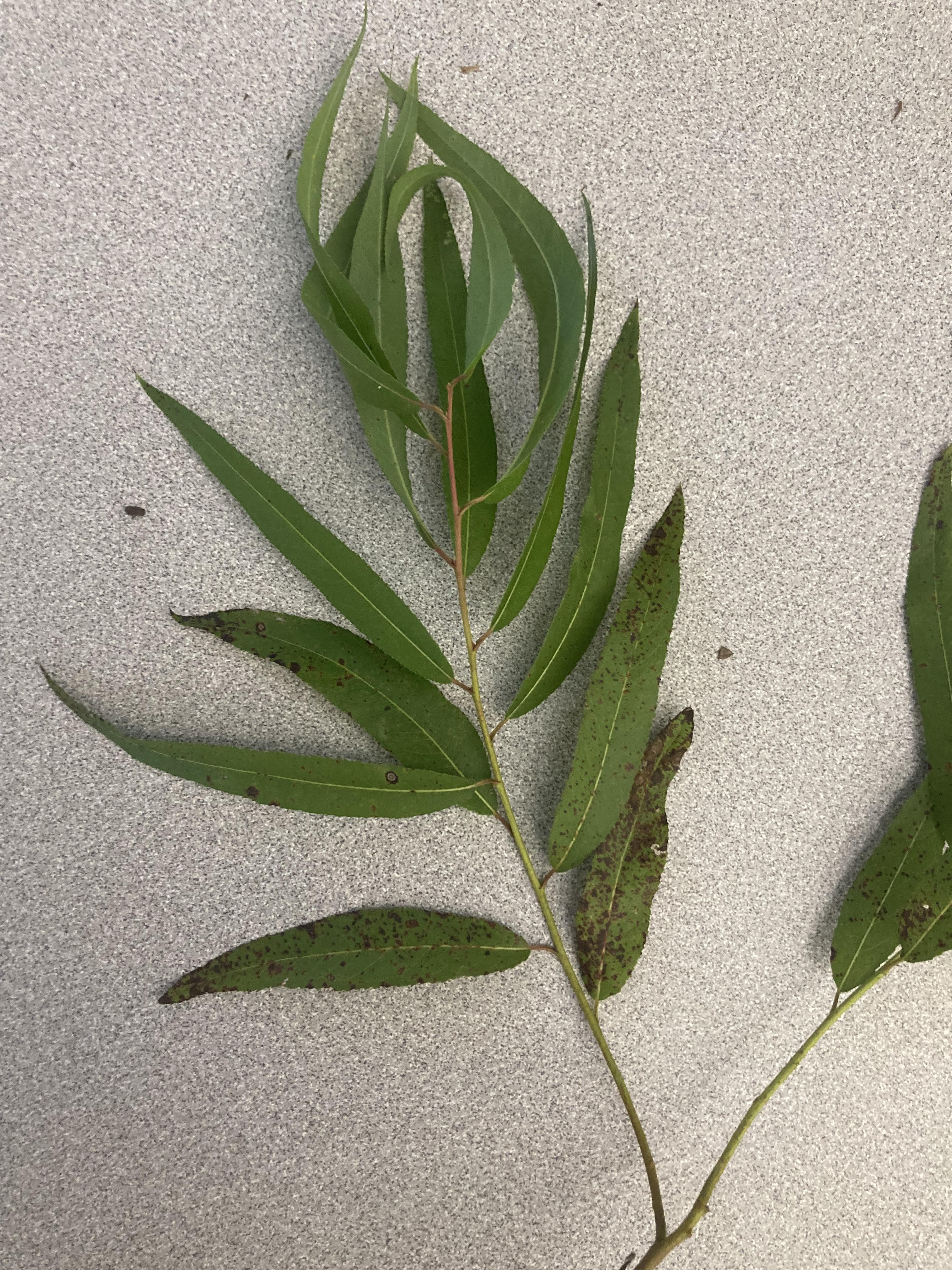 What is this plant?