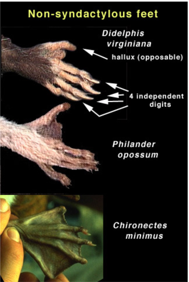 <p>Polydactylus</p>