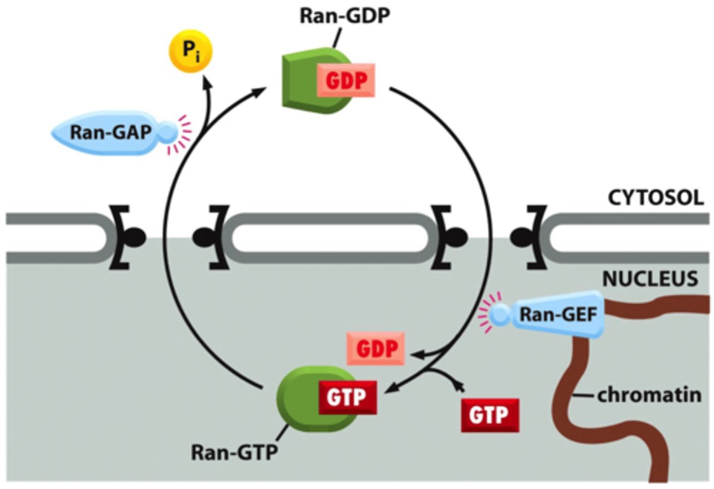 <p>Ran-GAP (GTPase activating protein) and RAN-GEF(guanine exchange factor)</p>