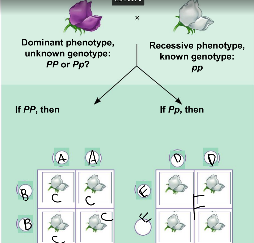 genotypic ratio of the left: