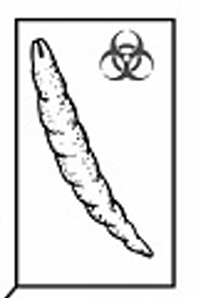 <p>Infective Stage</p>