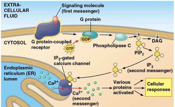 <p>calcium ion concentration is much <mark data-color="purple" style="background-color: purple; color: inherit">higher outside the cell</mark> than inside the cytosol. Any small calcium number change represents a relatively large percentage change in calcium concentration. A signal from the signal transduction pathway may <mark data-color="yellow" style="background-color: yellow; color: inherit">increase calcium in the cytosol.</mark></p><p>inositol triphosphate (<mark data-color="yellow" style="background-color: yellow; color: inherit">IP3</mark>) and diacylglycerol (<mark data-color="yellow" style="background-color: yellow; color: inherit">DAG</mark>) also work as second messengers used in the three signal transduction pathways</p><p></p>