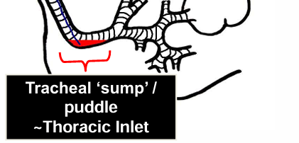 <p>add saline </p><p>collect fluid from tracheal sump</p>