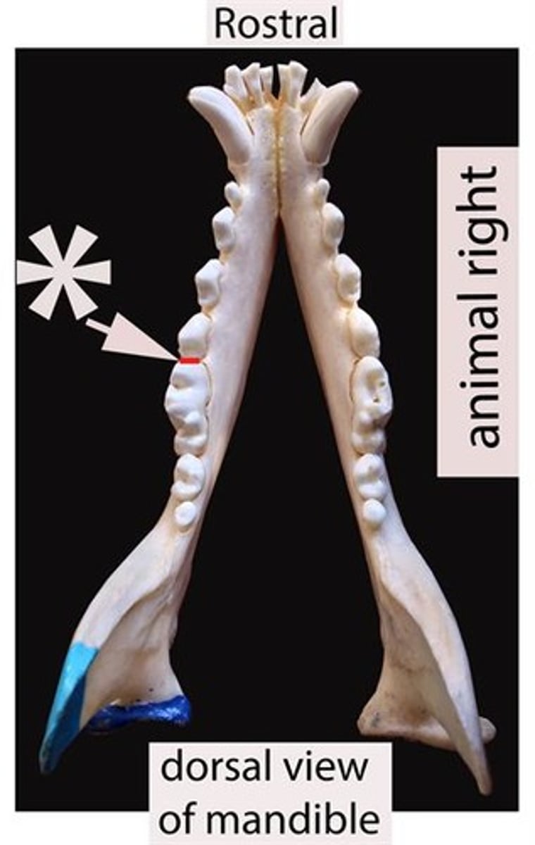 <p>On the first molar, identify the surface the red line being pointed to by an arrow represents.</p>