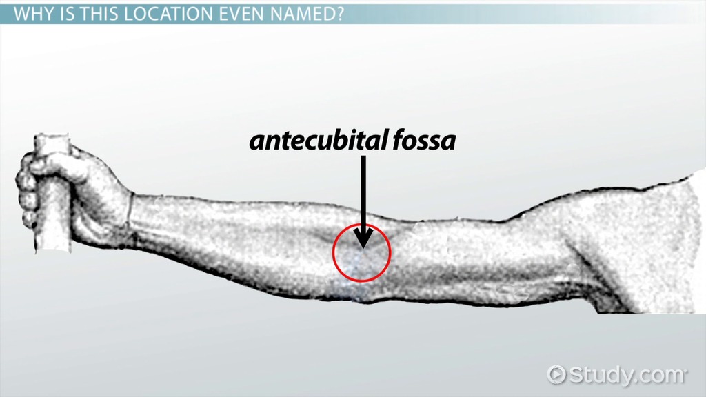 <p>Antecubital</p>