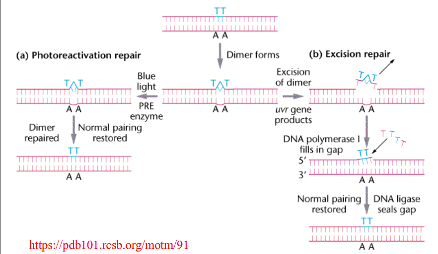 <p>highly reversible reaction due to high strain - fixed by leaving sunlight</p>