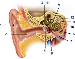 What is inside the cochlea