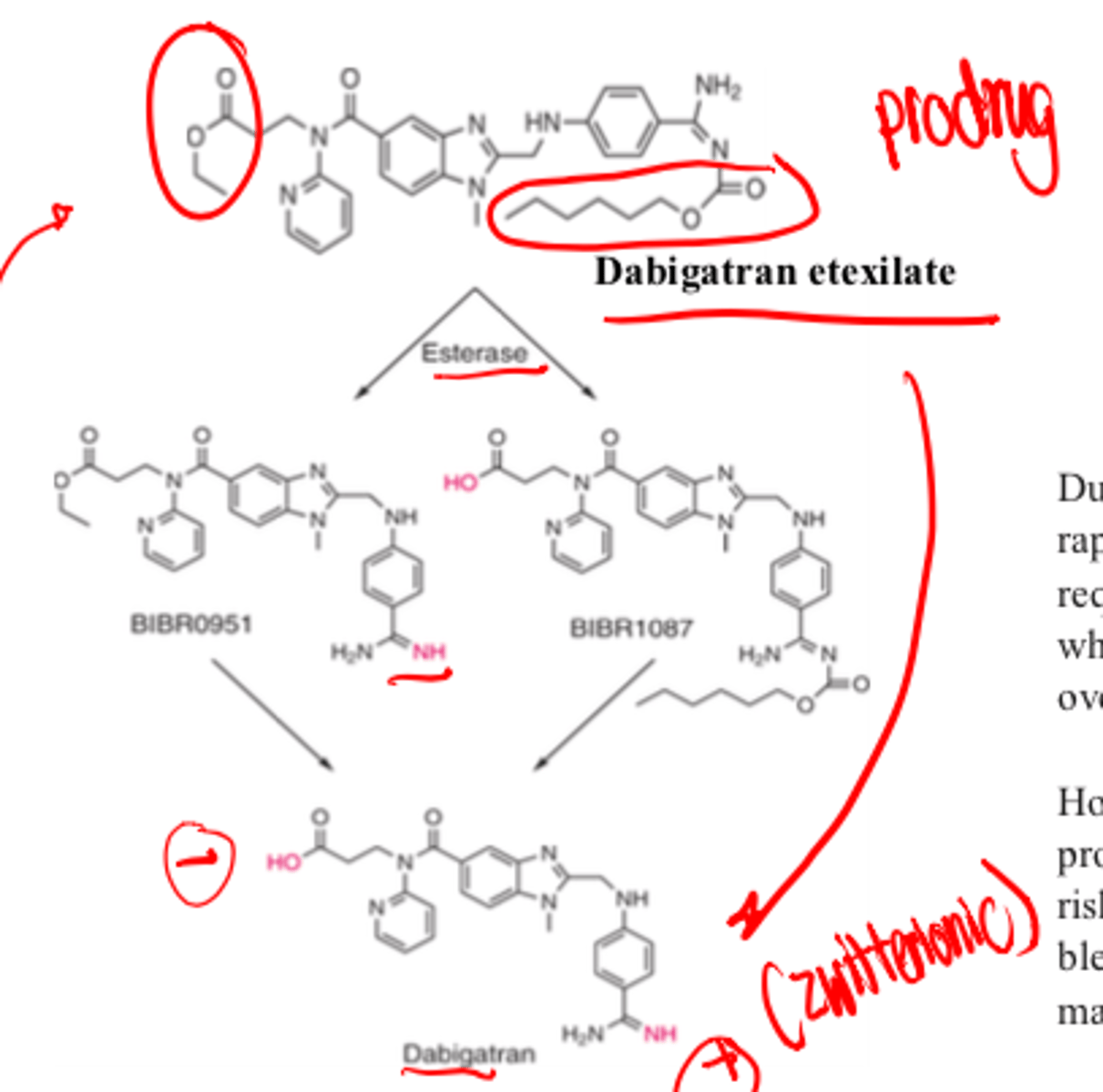 <p>- esterases</p><p>Prodrug is fairly neutral because charged group have esters, after esters hydrolyze group</p>