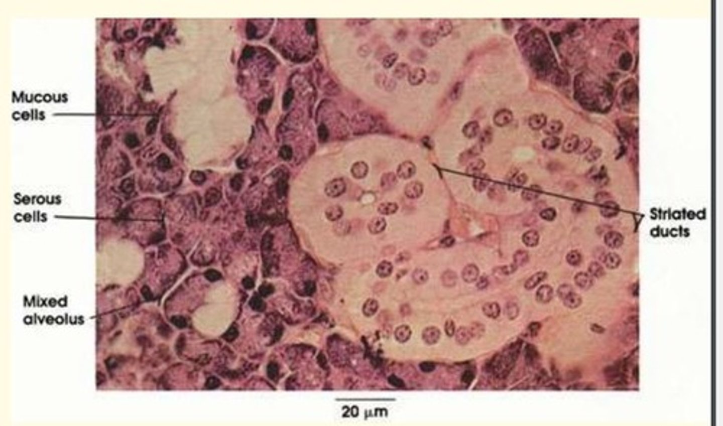 <p>- Mucous</p><p>- Serous</p>