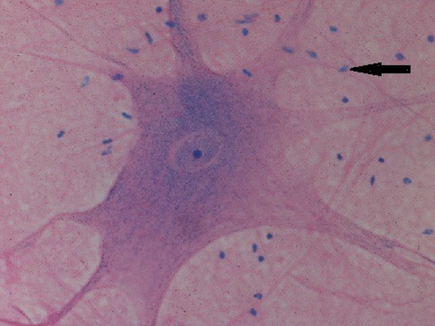 <p>cells in the nervous system that support, nourish, and protect neurons</p>