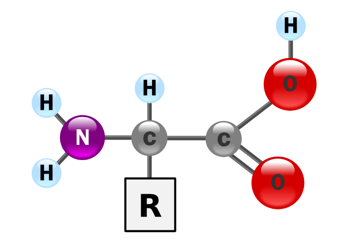 <p>Biomacromolecules which are the monomer of protein.</p>