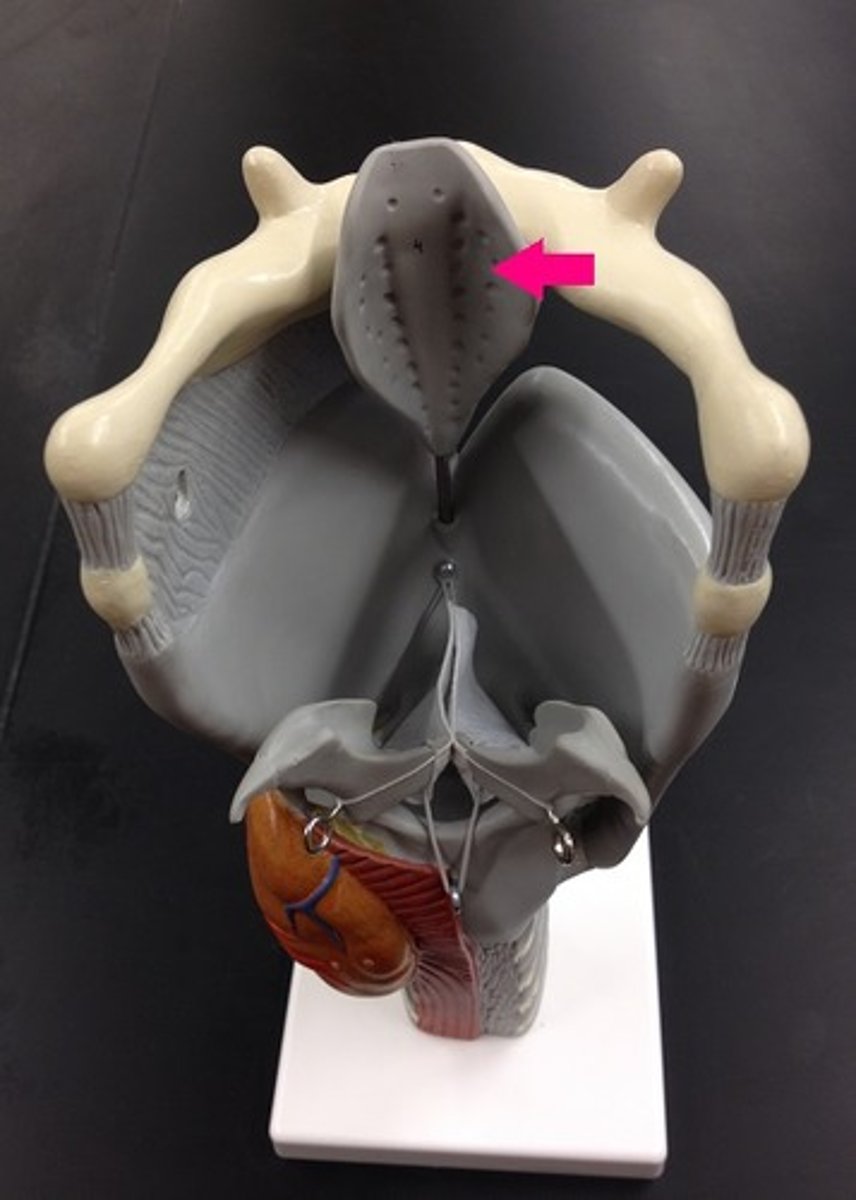 <p>Identify the flap.</p>