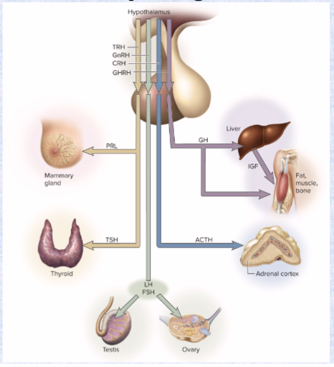 <p>ONLY goes from hypothalamus to anterior pituitary (RH) (hypothalamic hormones)</p><p>TRH (PRL and TSH), CRH (ACTH), GnRH (LH, FSH), GHRH (GH and IGF)</p><p>these affect anterior pituitary secretion of TSH, PRL, ACTH, FSH, LH, and GH</p>