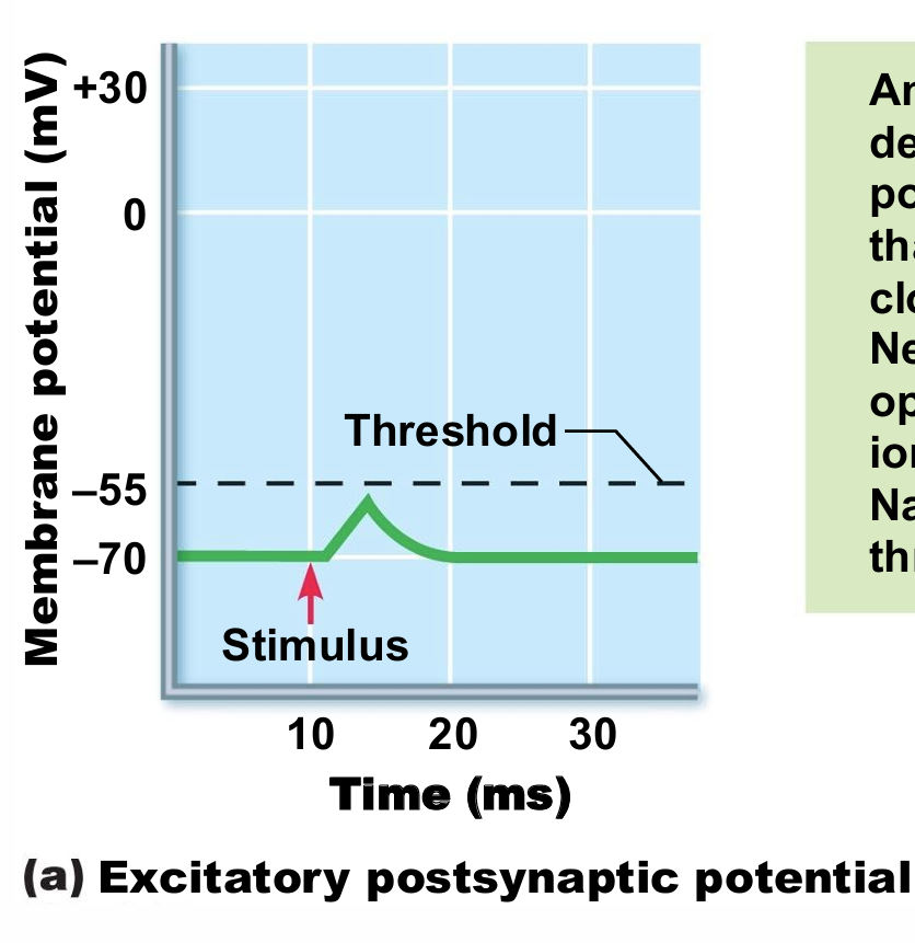 <p>a local depolarization of the postsynaptic membrane that brings the neuron closer to AP threshold. Neurotransmitter binding opens chemically gated ion channels, allowing Na+ and K+ to pass through simultaneously.</p>