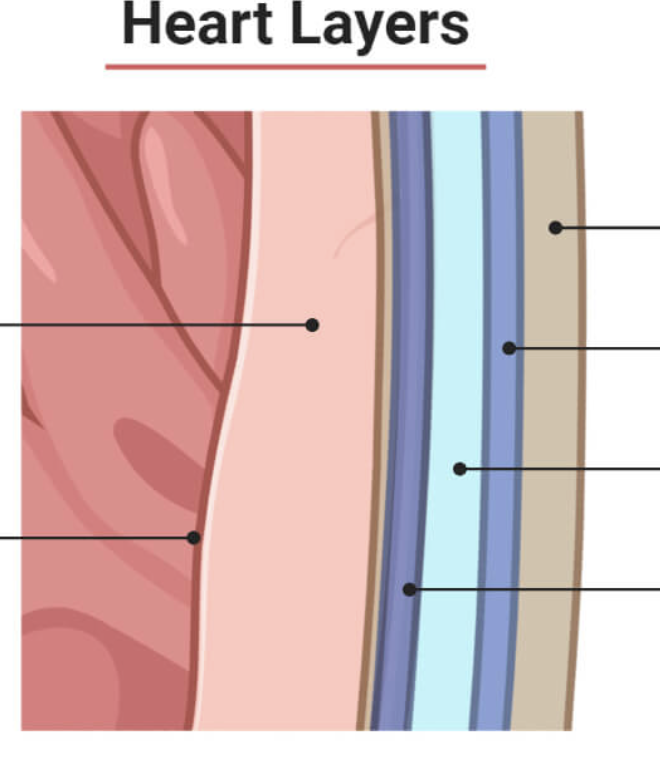 <p>what are the layers of the heart?</p>