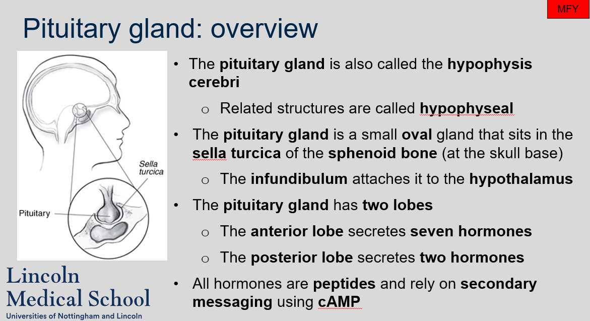 A small oval gland that sits in the sella turcica of the sphenoid bone (at the skull base). It is also called the hypophysis cerebri. 