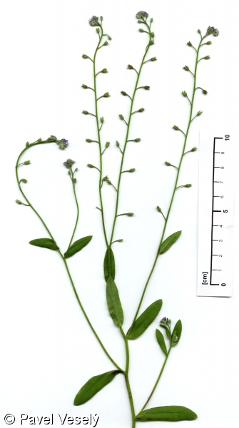 <p><em>Boraginaceae -</em> brutnákovité</p><p><em>Myosotis arvensis -</em> pomněnka rolní</p>