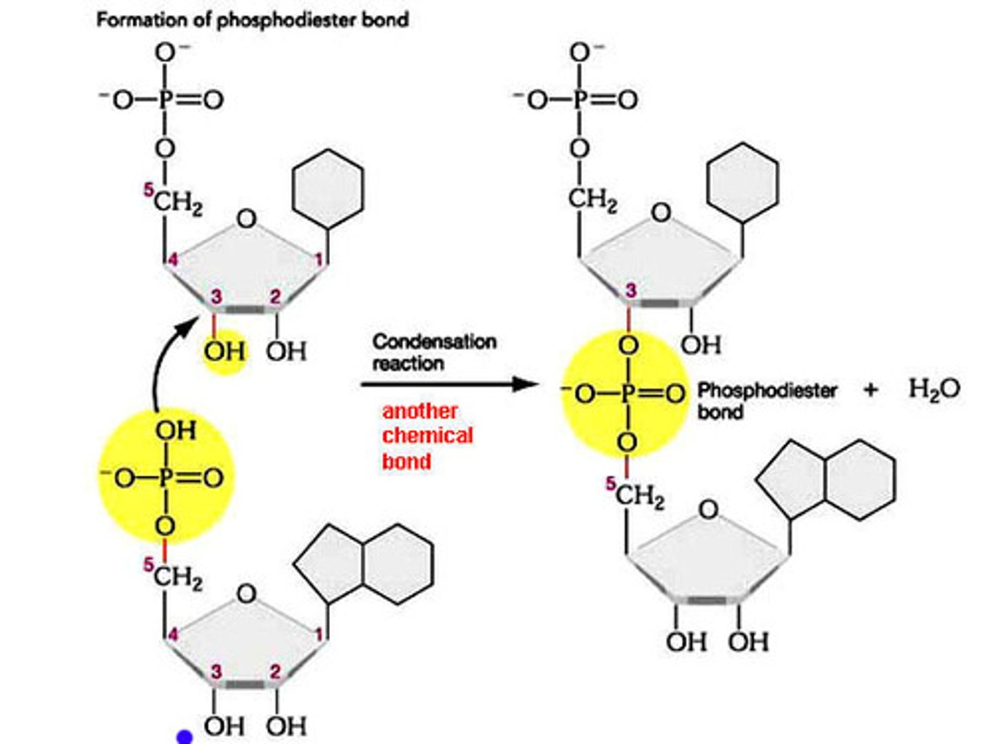 <p>Nucleotides connect by creating covalent bonds between the sugar of one nucleotide and the phosphate group of another nucleotide in a condensation reaction.</p><p>The 5’ phosphate group on one nucleotide forms a new covalent bond with the 3' carbon on the pentose of the next nucleotide. Water is created as a biproduct.</p>