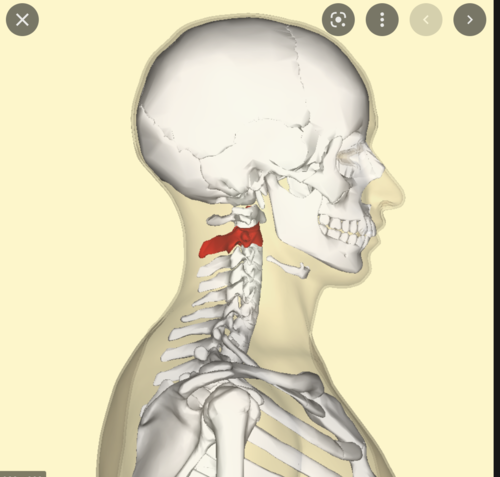 forms the pivot upon which the first cervical vertebra (the Atlas), which carries the head, rotates