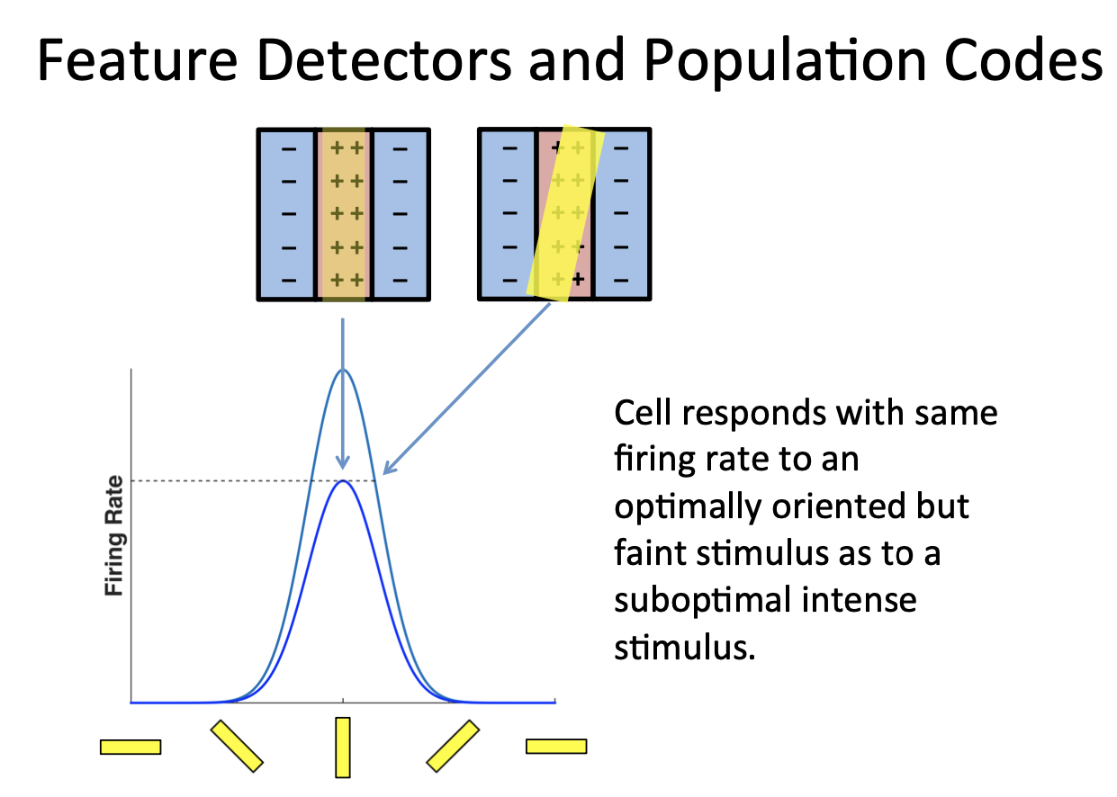 <ul><li><p><span>Response of a single neuron is always ambiguous because of this</span></p></li><li><p><span>Is the response due to the certain orientation or a bright stimulus with a different orientation?</span></p></li><li><p>Optimal but faint stimulus activates cell equally as suboptimal intense stimulus</p></li></ul><p>&nbsp;Have to consider activity in the context of the other neurons (associated with the same stimulus)</p>