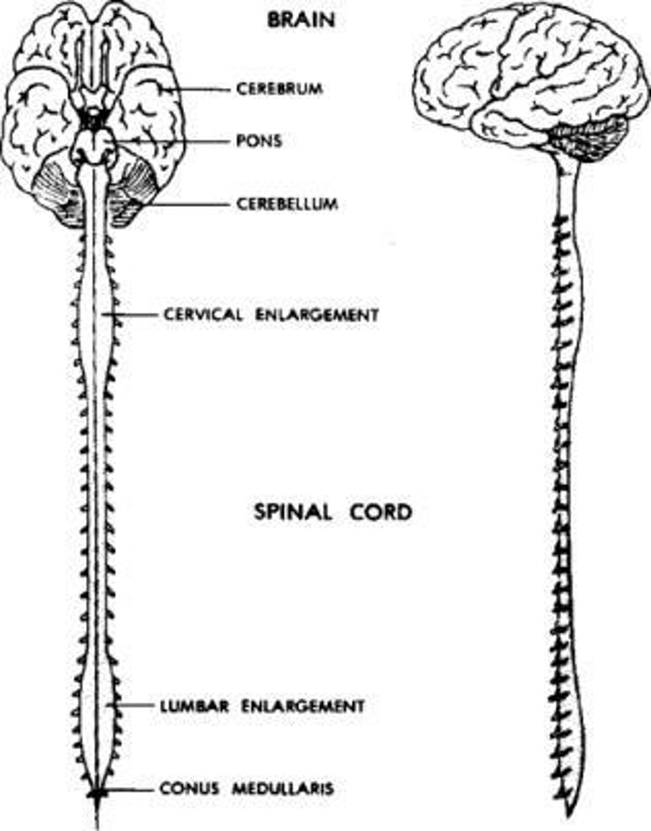 <p>The brain and spinal cord in vertebrates; brain and nerve cord in invertebrates.</p>