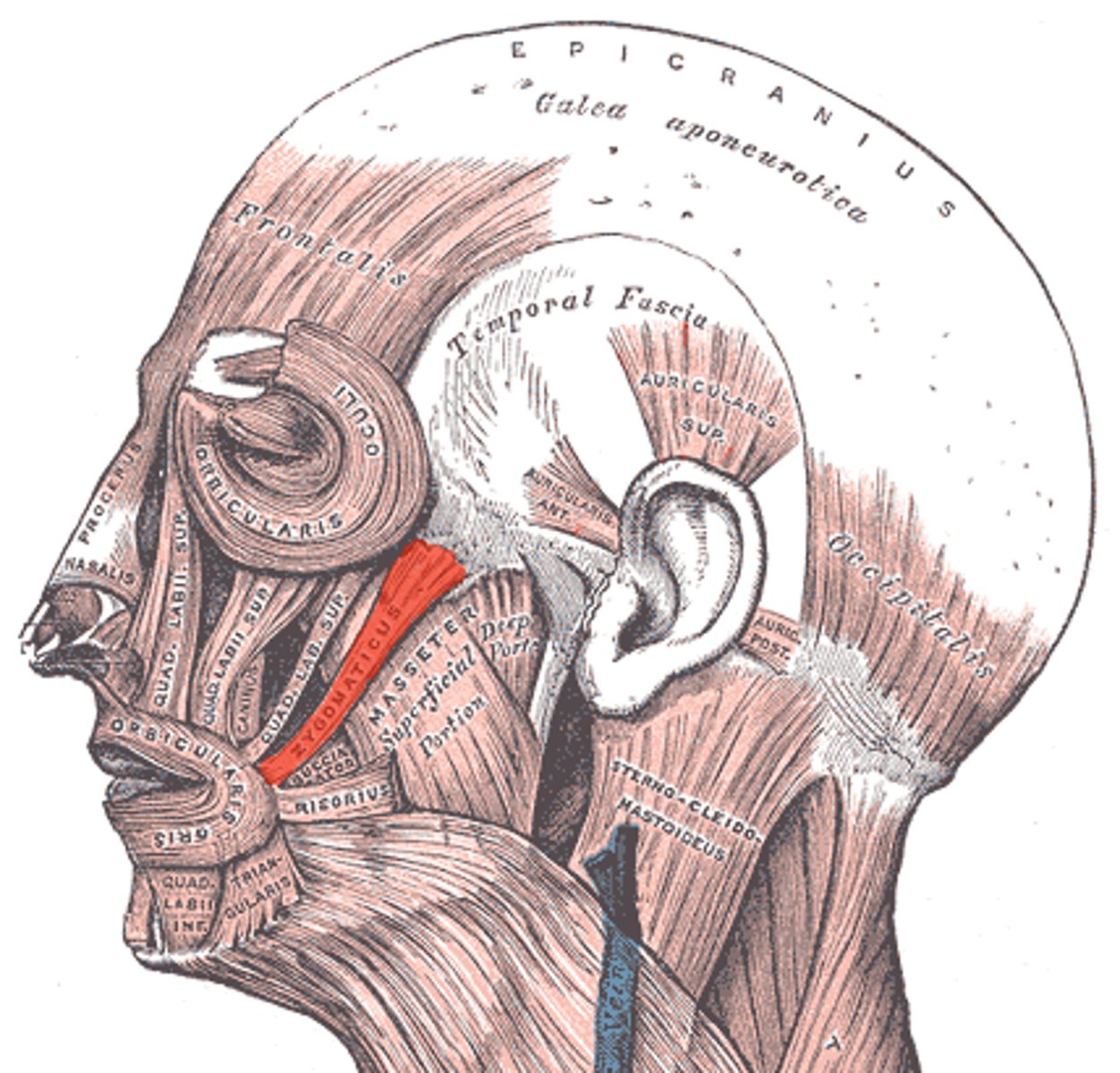 <p>muscle at angle of mouth and orbicularis oris muscle</p>