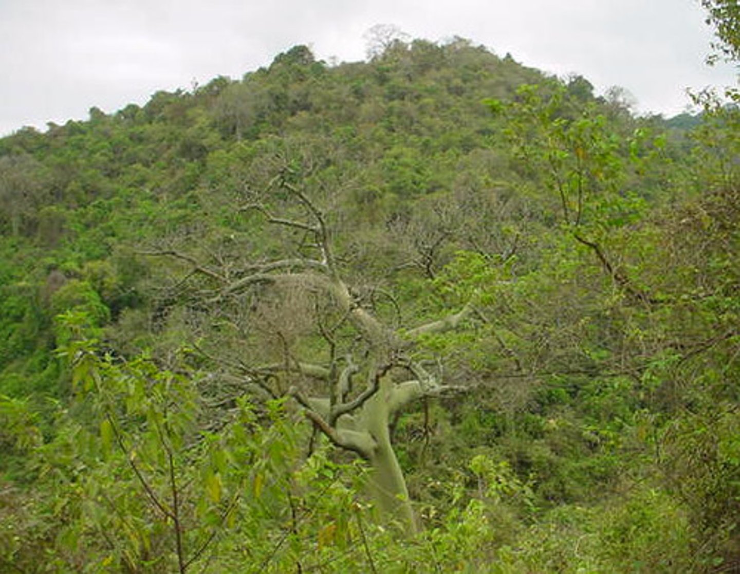 <p>- warm year round, most rain during monsoon season</p>