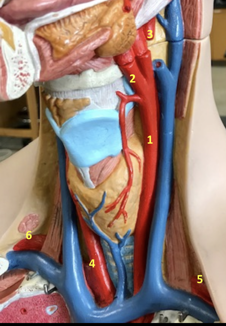<p>Identify blood vessel 4</p>