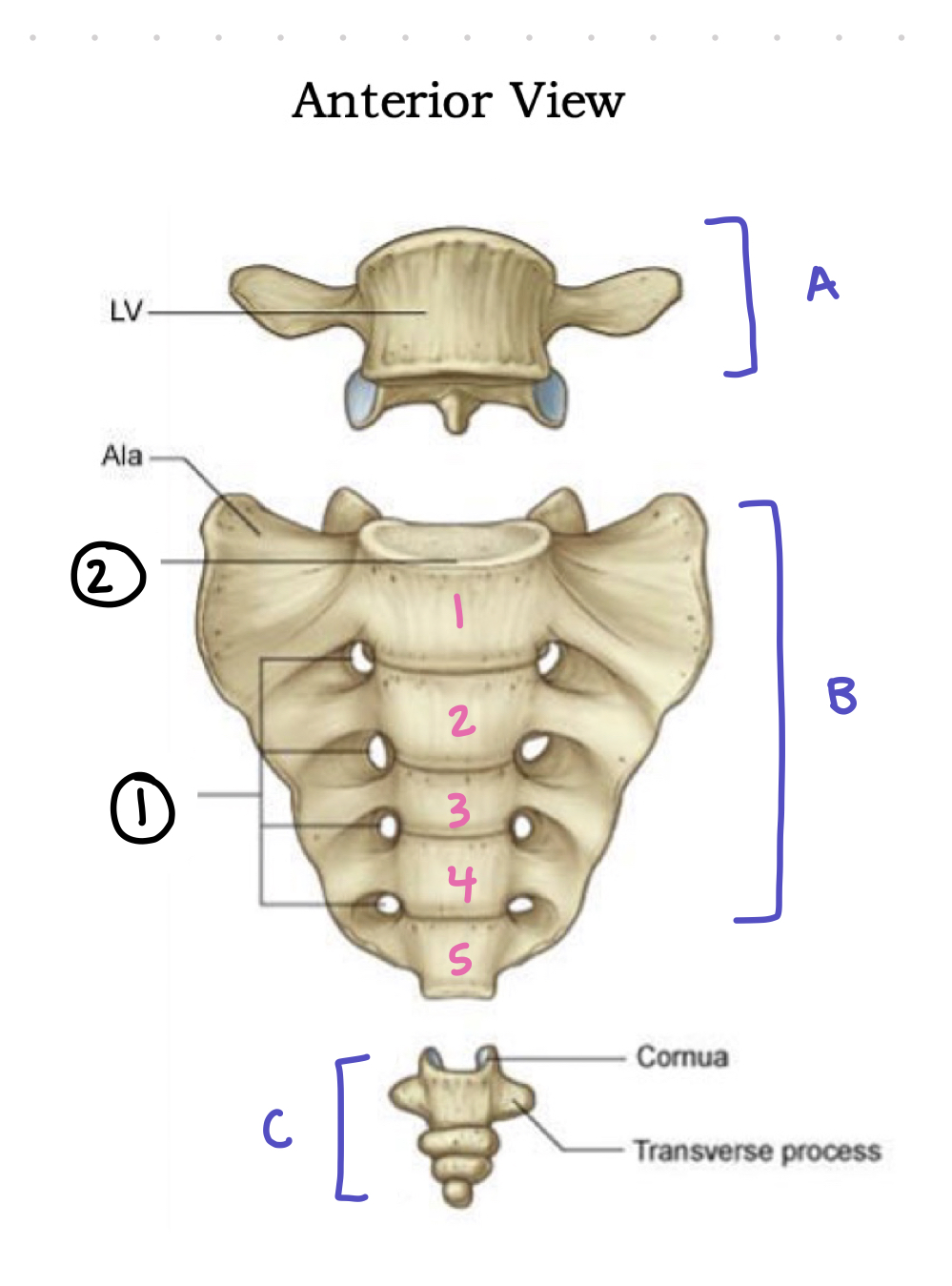 <p>anterior sacrum - 1</p>