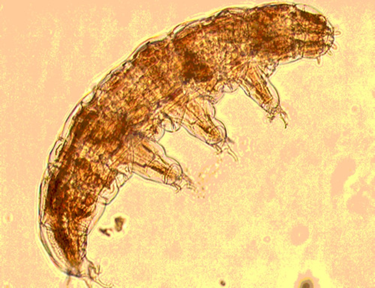 <p>relatively round body shape with eight short</p><p>unjointed appendages</p>