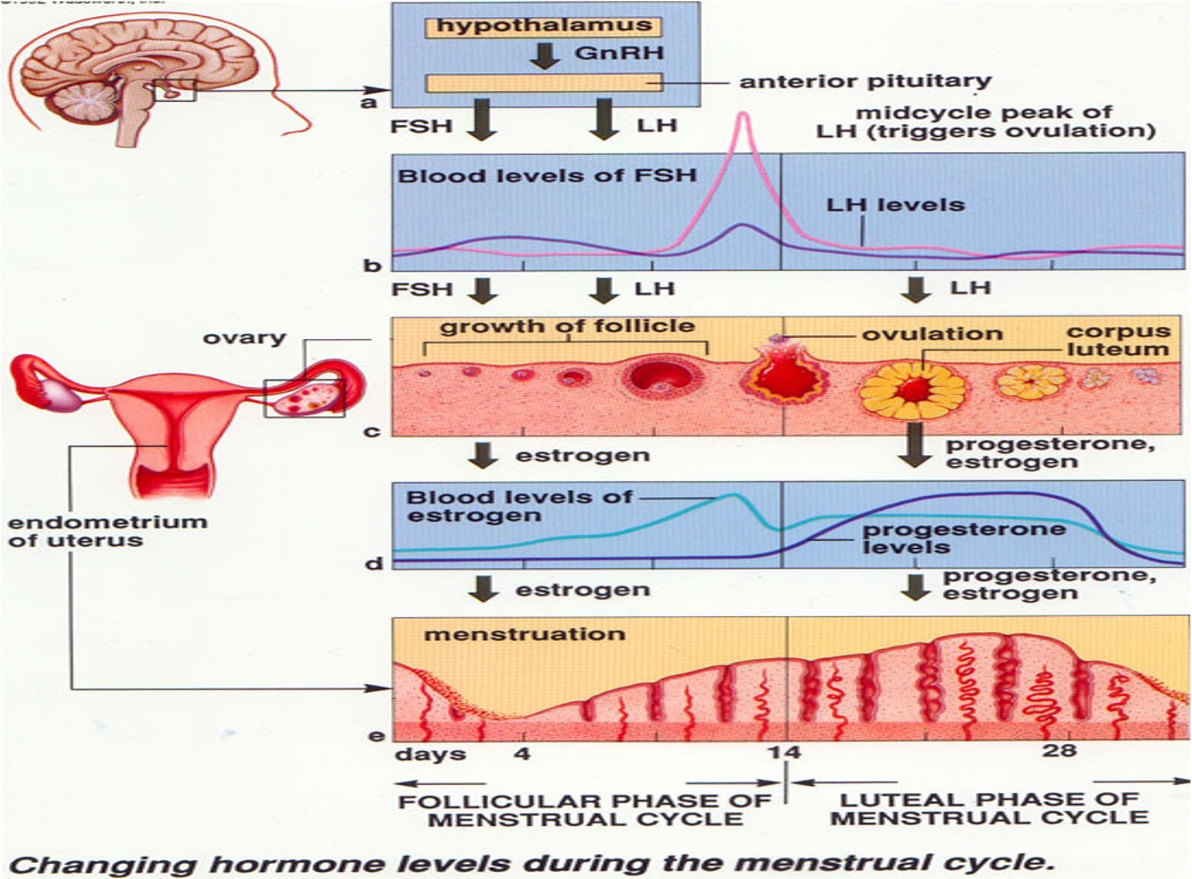<p><span>•Describes the changes that occur in the </span><strong><span>endometrium </span></strong><span>during the menstrual cycle (</span><strong><span>Menstruation </span></strong><span>is the shedding of the endometrium)</span></p><p><span>•Cycle starts and ends with menstruation</span></p><p style="text-align: left;"></p><p><span>•There are three phases of the uterine cycle:</span></p><p><span>1.</span><strong><span>Menstrual phase</span></strong></p><p><span>2.</span><strong><span>Proliferative phase</span></strong></p><p><span>3.</span><strong><span>Secretory phase</span></strong></p><p></p>
