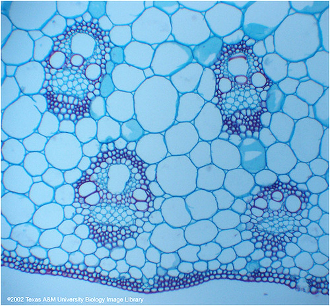 <p>what is this in the dicot cell</p>
