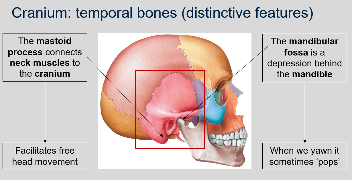 <p>The mastoid process connects neck muscles to the cranium, which facilitates free head movement.</p>